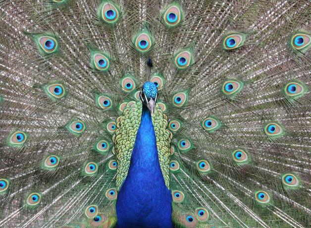 Male Peacock faces the viewer, his tail fanned out in display