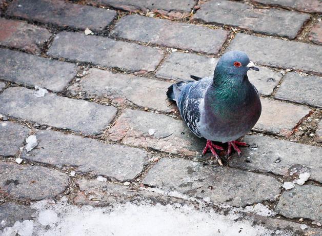 Pigeon on cobblestone street