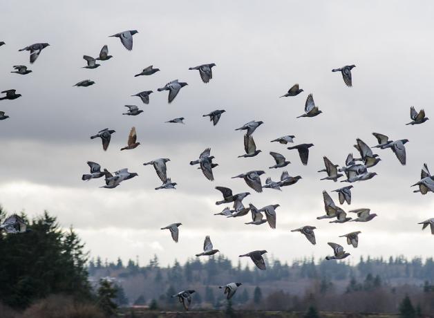 Pigeon flock