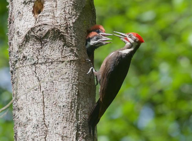 Pileated Woodpecker nest with parent and chicks