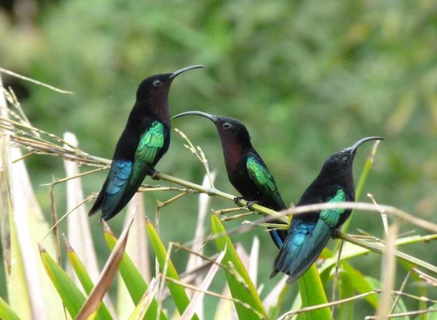 Purple-throated Caribs