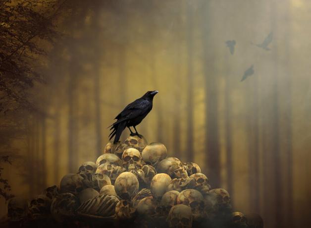 Raven on skulls, "The Collector"