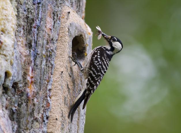 Red-cockaded Woodpecker, insect in its beak, perched at entrance to manufactured nest