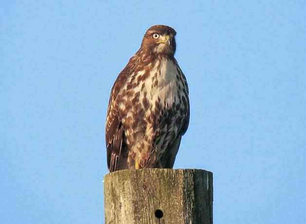 Red-tailed Hawk