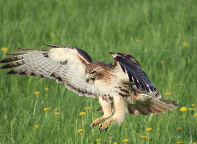 Red-tailed Hawk, wings raised as it lands on a grassy area