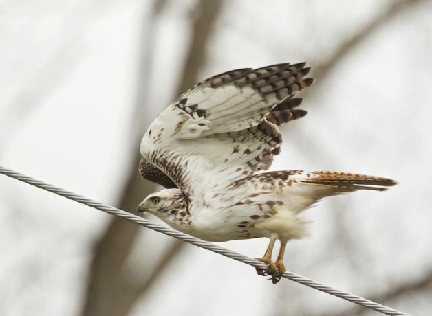 Red-tailed Hawk launching from a wire over a highway