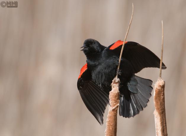 Male Red-winged Blackbird