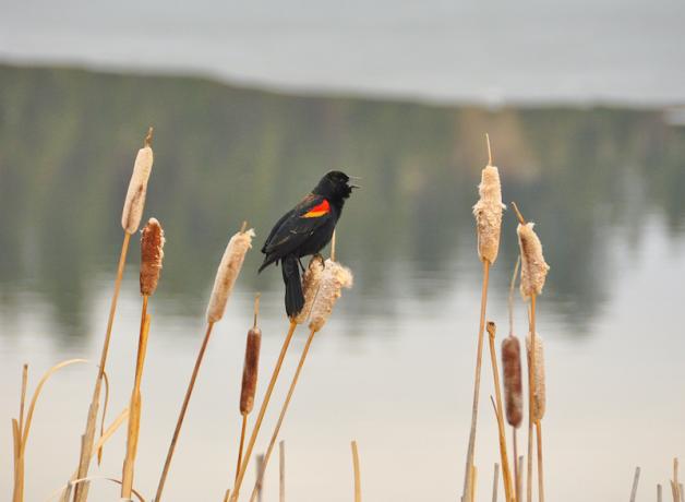 Red-winged Blackbird in marsh