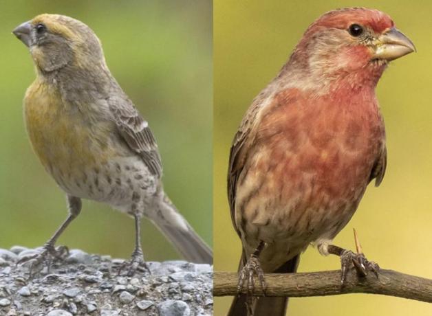 Yellow and Red House Finches