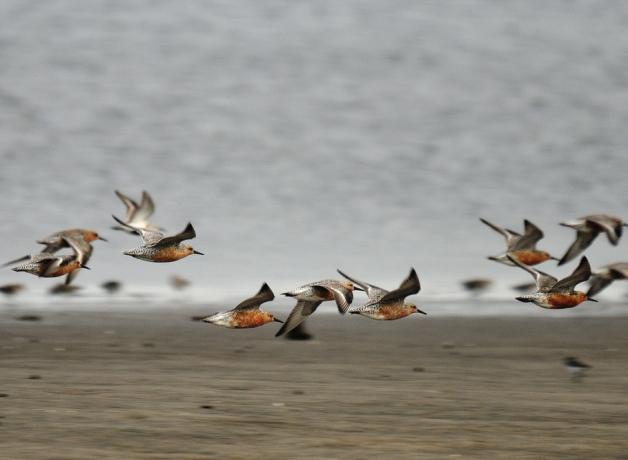 Red Knots in flight over beach