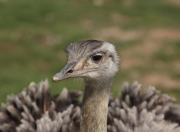 Rhea 