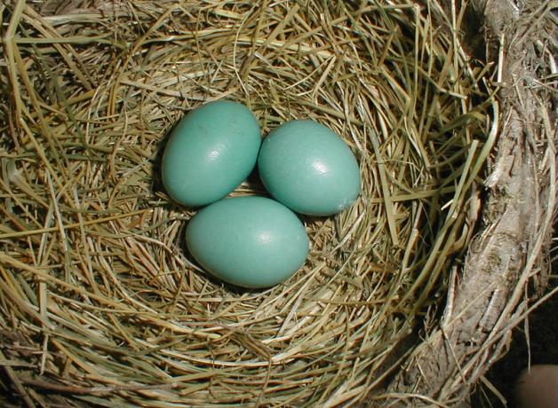 American Robin nest with eggs