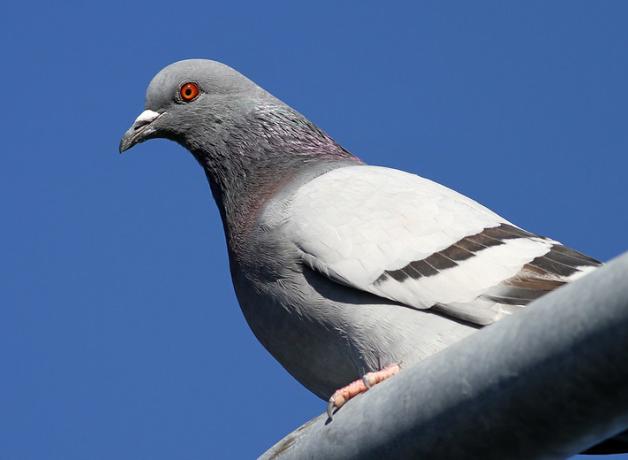 Closeup photo of Rock Pigeon in profile