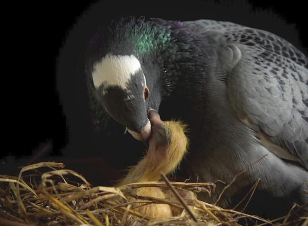 Rock Pigeon feeding a chick in the nest.