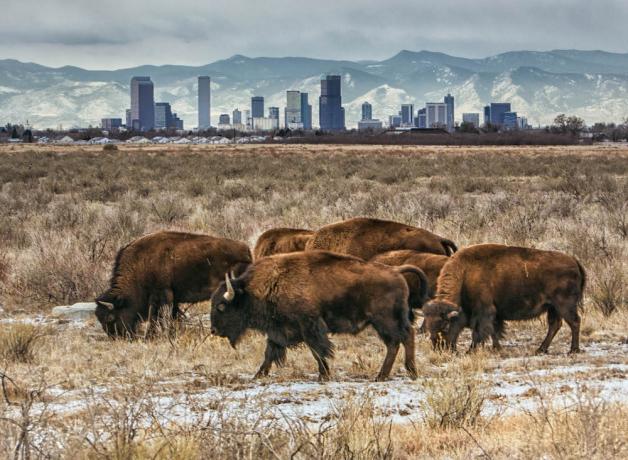 Rocky Mountain Arsenal Refuge