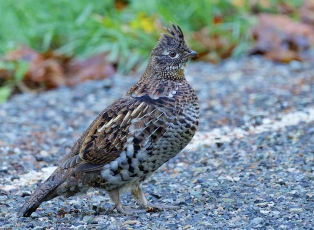 Ruffed Grouse