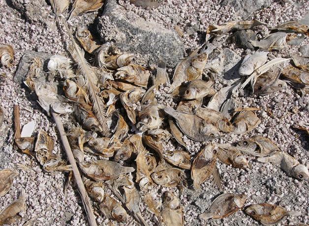 Dried Tilapia on the shore of Salton Sea