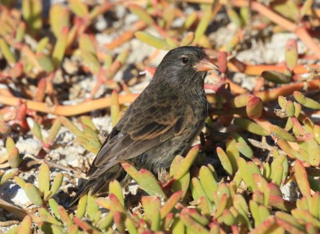 Sharp-beaked Ground Finch