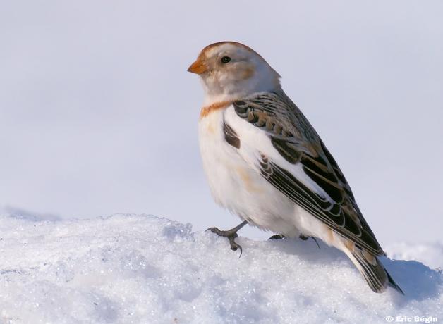 Snow Bunting