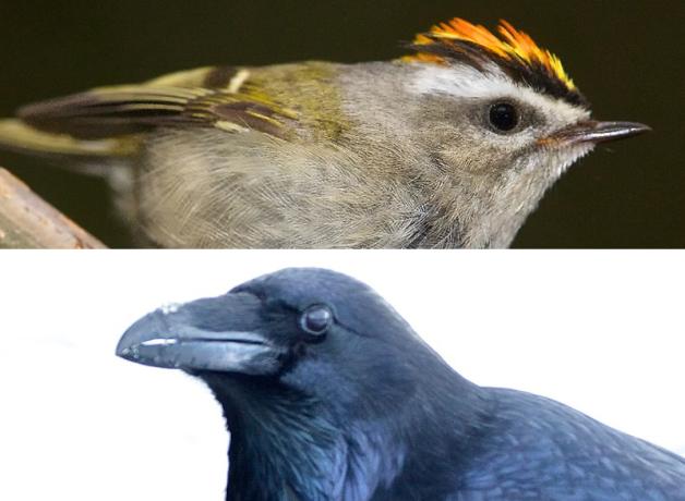 Golden-crowned Kinglet and Common Raven