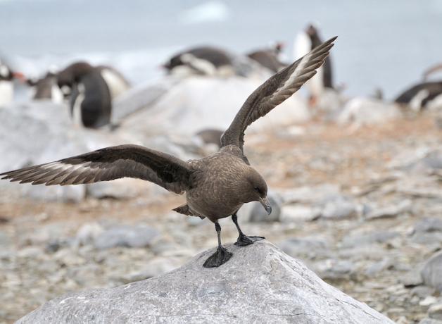 South Polar Skua