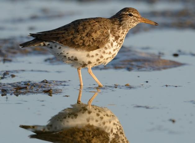 Spotted Sandpiper