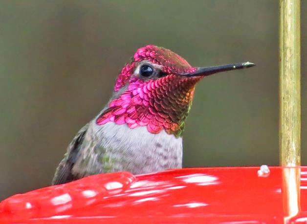 Male Anna's Hummingbird at feeder