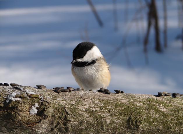Black-capped Chickadee eating seeds
