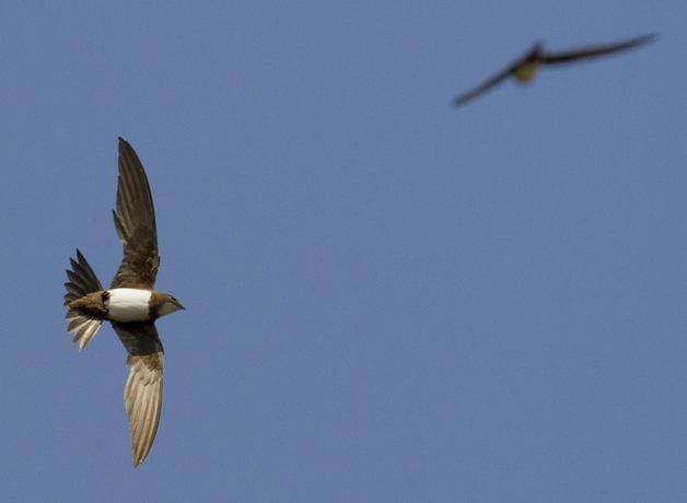 Alpine Swifts in flight against a blue sky