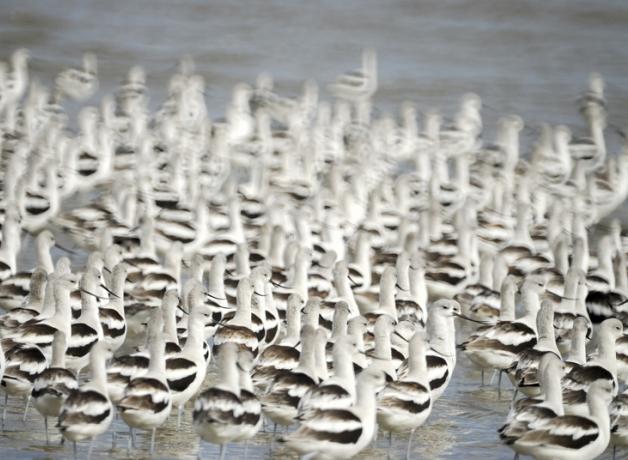 American Avocets in non-breeding plumage
