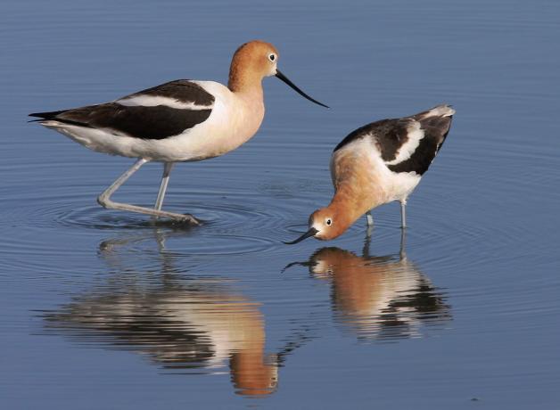 Pair of American Avocets