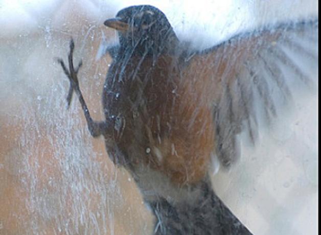 American Robin
