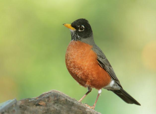 Why Robin Has a Red Breast | BirdNote