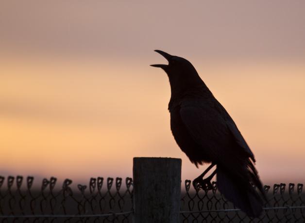 American Crow calling at sunrise