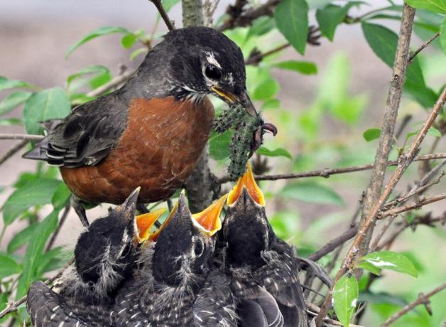 American Robin feeding earthworms and caterpillars to her chicks