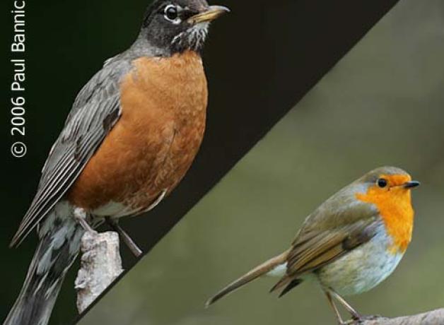 American Robin compared to European Robin