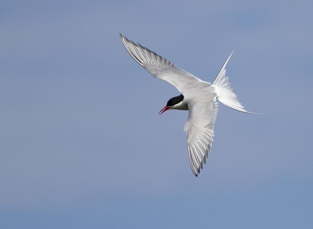 arctic tern migration