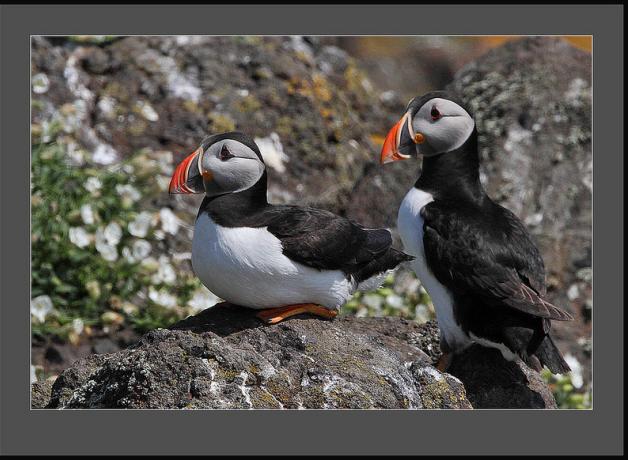 Atlantic Puffins