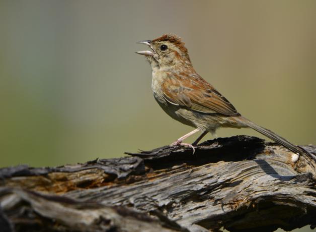 Bachman's Sparrow