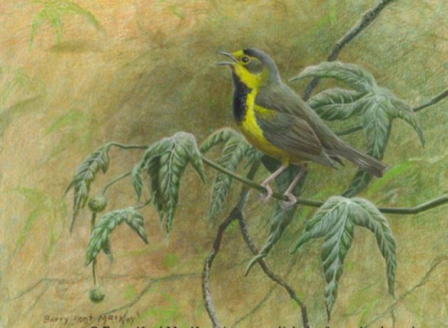Bachman's Warbler