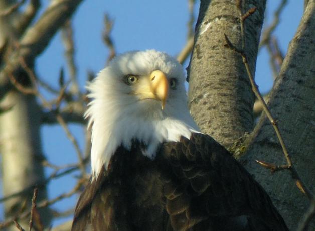 Bald Eagle