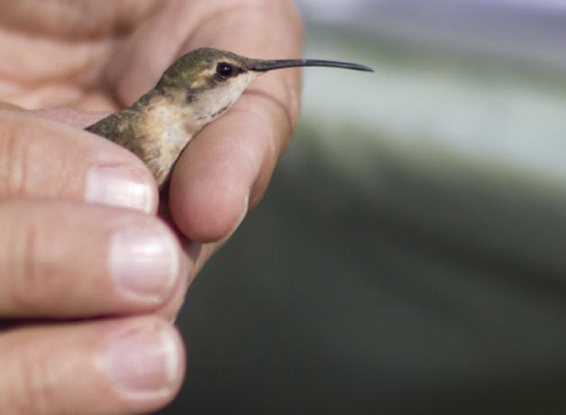 hummingbird banding