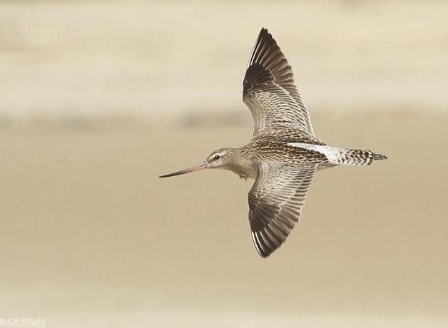 Bar-tailed Godwit in flight