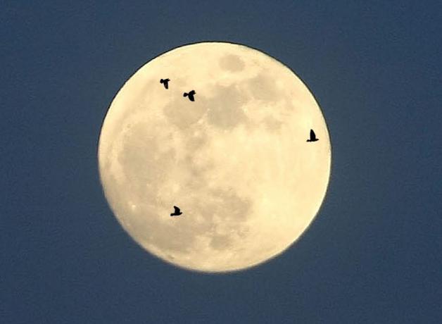 Birds on moon