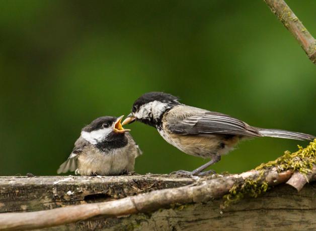 Black-capped Chickadee chick being fed by parent