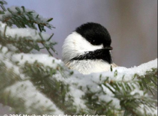 Black-capped Chickadee