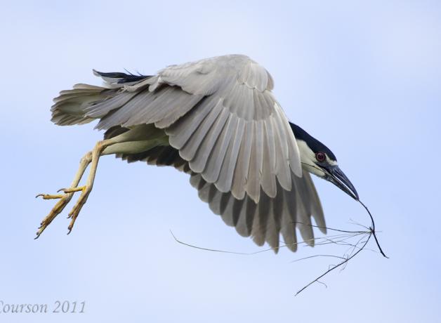 Black-crowned Night Heron