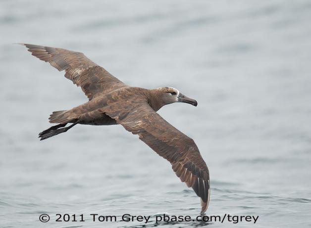 Black-footed Albatross gliding above ocean waves