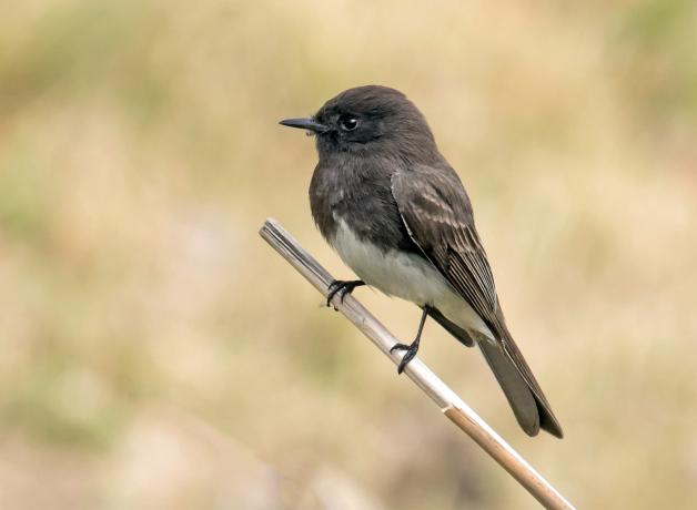 Black Phoebe by Mick Thompson
