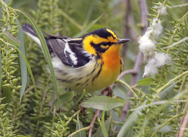 Blackburnian Warbler